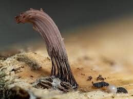 Attēlu rezultāti vaicājumam “Stemonitis marjana macro”