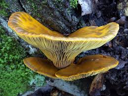 Attēlu rezultāti vaicājumam “Enteridium olivaceum”