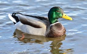 Attēlu rezultāti vaicājumam “Anas platyrhynchos male”