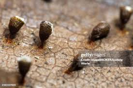 Attēlu rezultāti vaicājumam “Craterium minutum stalked”