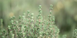 Image result for Thymian