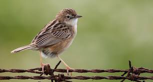 Image result for Cisticola juncidis