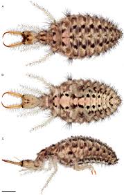 Attēlu rezultāti vaicājumam “Myrmeleontidae imago”