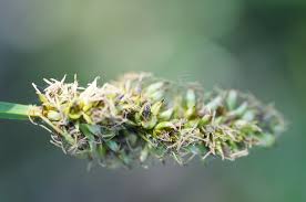 Attēlu rezultāti vaicājumam “Carex vulpina”