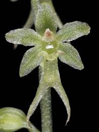 Attēlu rezultāti vaicājumam “Listera cordata fruit”