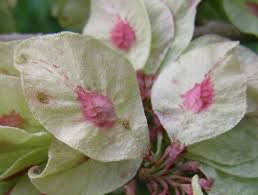 Attēlu rezultāti vaicājumam “Ulmus glabra fruit”