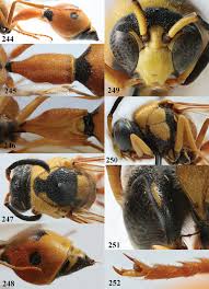 Attēlu rezultāti vaicājumam “Eumenes sp.”