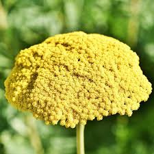 Image result for Achillea filipendulina