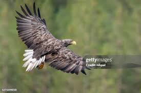 Attēlu rezultāti vaicājumam “Haliaeetus albicilla”