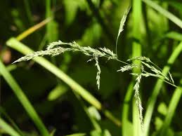 Attēlu rezultāti vaicājumam “Cinna latifolia leaf”