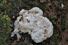 Attēlu rezultāti vaicājumam “Postia stiptica”