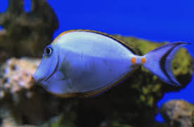 Image result for Naso lituratus