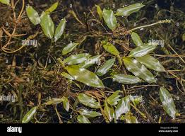 Attēlu rezultāti vaicājumam “Potamogetonaceae”