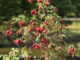 Attēlu rezultāti vaicājumam “Rosa villosa”