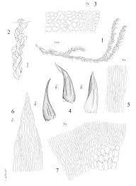 Attēlu rezultāti vaicājumam “Calliergonella lindbergii”