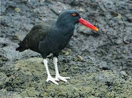 Attēlu rezultāti vaicājumam “Haematopus ostralegus adult”