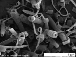 Attēlu rezultāti vaicājumam “Diachea subsessilis young”