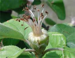 Attēlu rezultāti vaicājumam “Ononis arvensis bud”