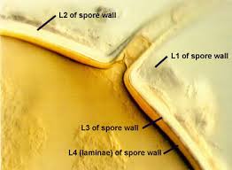Attēlu rezultāti vaicājumam “Enteridium liceoides spores”