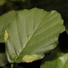 Attēlu rezultāti vaicājumam “Taphrina padi”