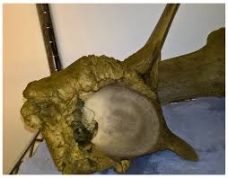 Image result for Mesoplodon bidens