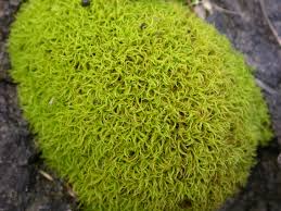 Attēlu rezultāti vaicājumam “Pottiales”