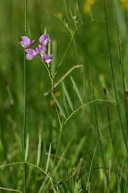 Attēlu rezultāti vaicājumam “Lathyrus palustris flower”