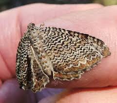 Attēlu rezultāti vaicājumam “Hydria undulata”