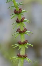 Attēlu rezultāti vaicājumam “Hippuridaceae”