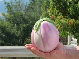 Afbeeldingsresultaat voor rosa bianca eggplant