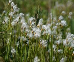 Attēlu rezultāti vaicājumam “Trichophorum alpinum flower”