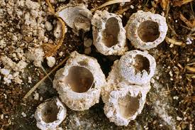 Attēlu rezultāti vaicājumam “Geopora arenicola”