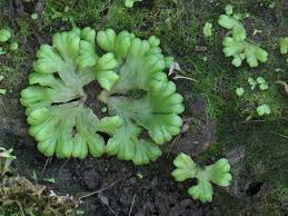 Attēlu rezultāti vaicājumam “Ricciocarpos natans”