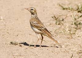 Image result for Anthus campestris