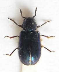 Attēlu rezultāti vaicājumam “Necrobia violacea”