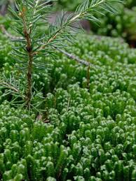 Attēlu rezultāti vaicājumam “Bazzania trilobata”