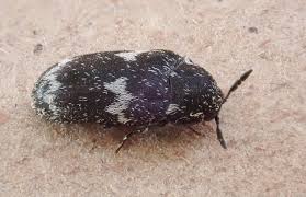 Attēlu rezultāti vaicājumam “Megatoma undata”