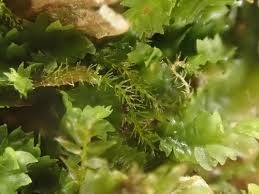 Attēlu rezultāti vaicājumam “Blepharostoma trichophyllum”