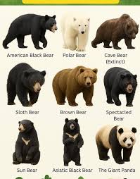 Image result for brown bear
