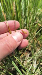 Attēlu rezultāti vaicājumam “Carex limosa”