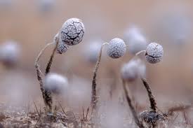 Attēlu rezultāti vaicājumam “Physarum nitens macro”