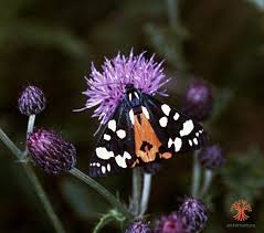 Attēlu rezultāti vaicājumam “Callimorpha dominula imago”