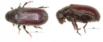 Attēlu rezultāti vaicājumam “Tomicus minor”