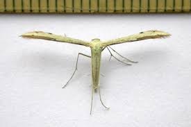 Attēlu rezultāti vaicājumam “Adaina microdactyla”