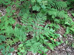 Attēlu rezultāti vaicājumam “Dryopteris expansa”