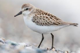 Image result for Calidris pusilla
