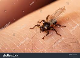 Attēlu rezultāti vaicājumam “Lipoptena cervi”