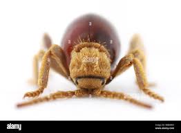 Attēlu rezultāti vaicājumam “Ptinus sp. female”