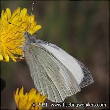 Attēlu rezultāti vaicājumam “Pieris brassicae male”