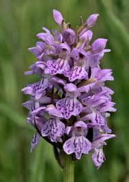 Attēlu rezultāti vaicājumam “Dactylorhiza majalis subsp. baltica flower”